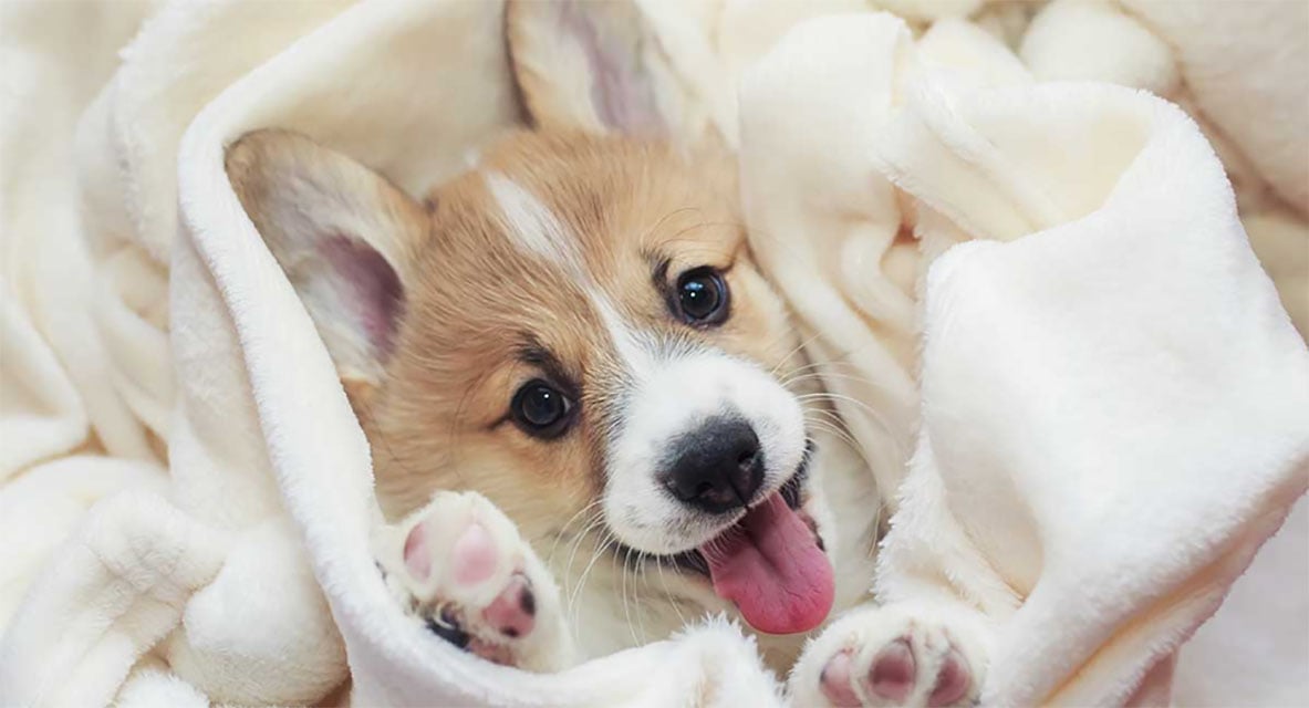 Corgi puppy wrapped up in a blanket